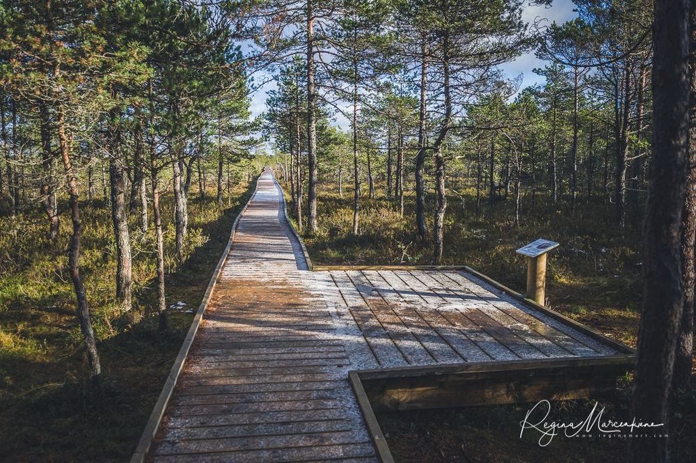 Учебная тропа Вируского болота (Viru raba õpperada / Viru bog study trail)