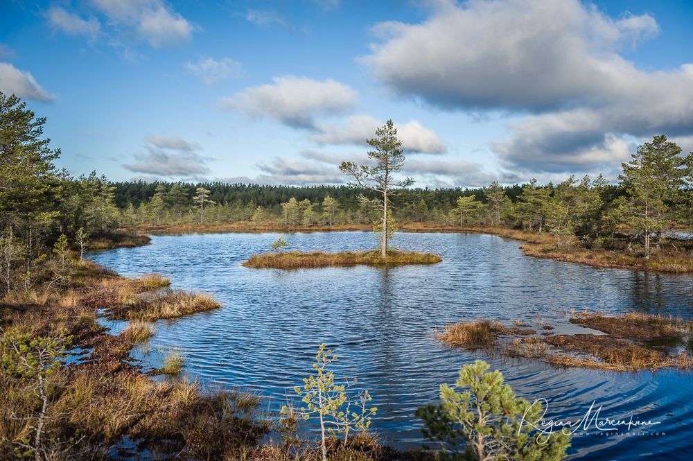 Учебная тропа Вируского болота (Viru raba õpperada / Viru bog study trail)