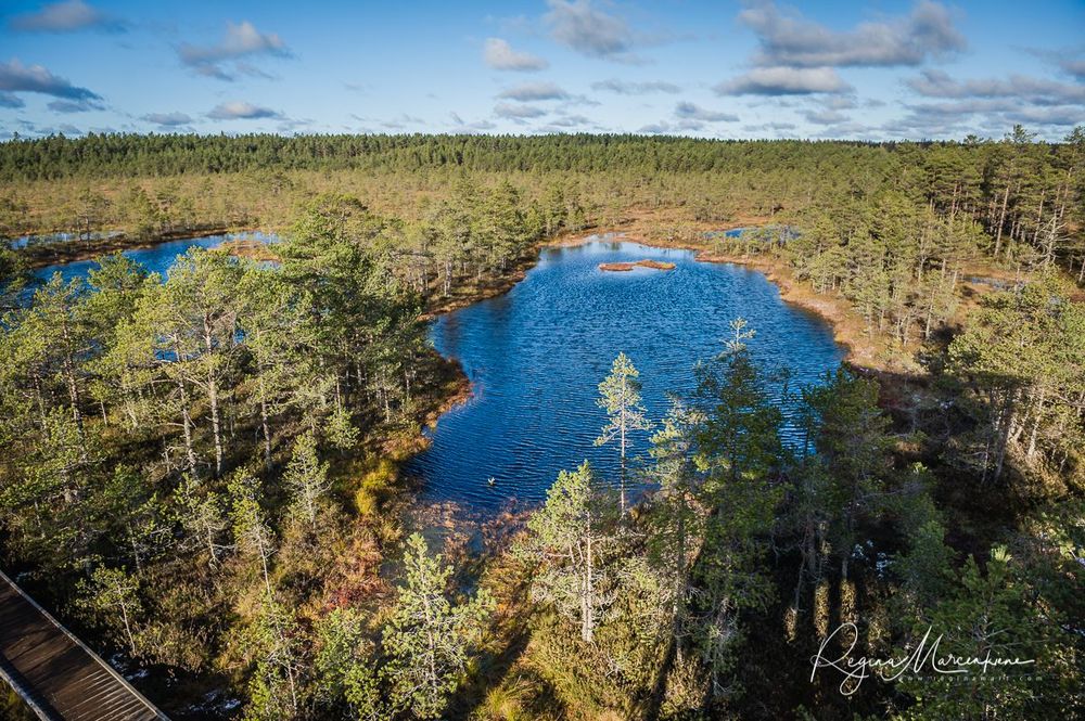 Учебная тропа Вируского болота (Viru raba õpperada / Viru bog study trail)