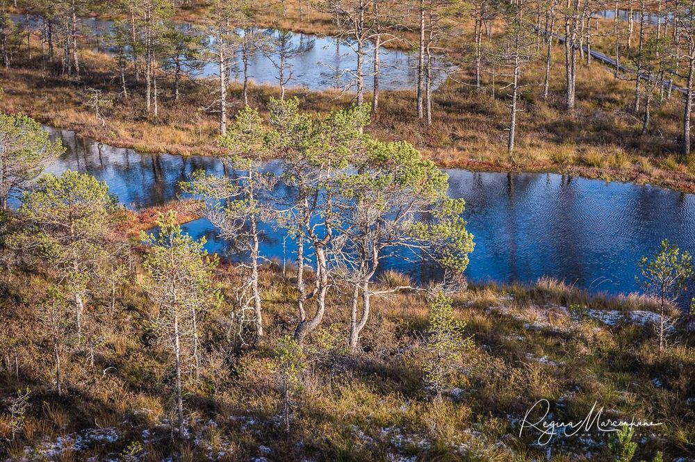 Учебная тропа Вируского болота (Viru raba õpperada / Viru bog study trail)