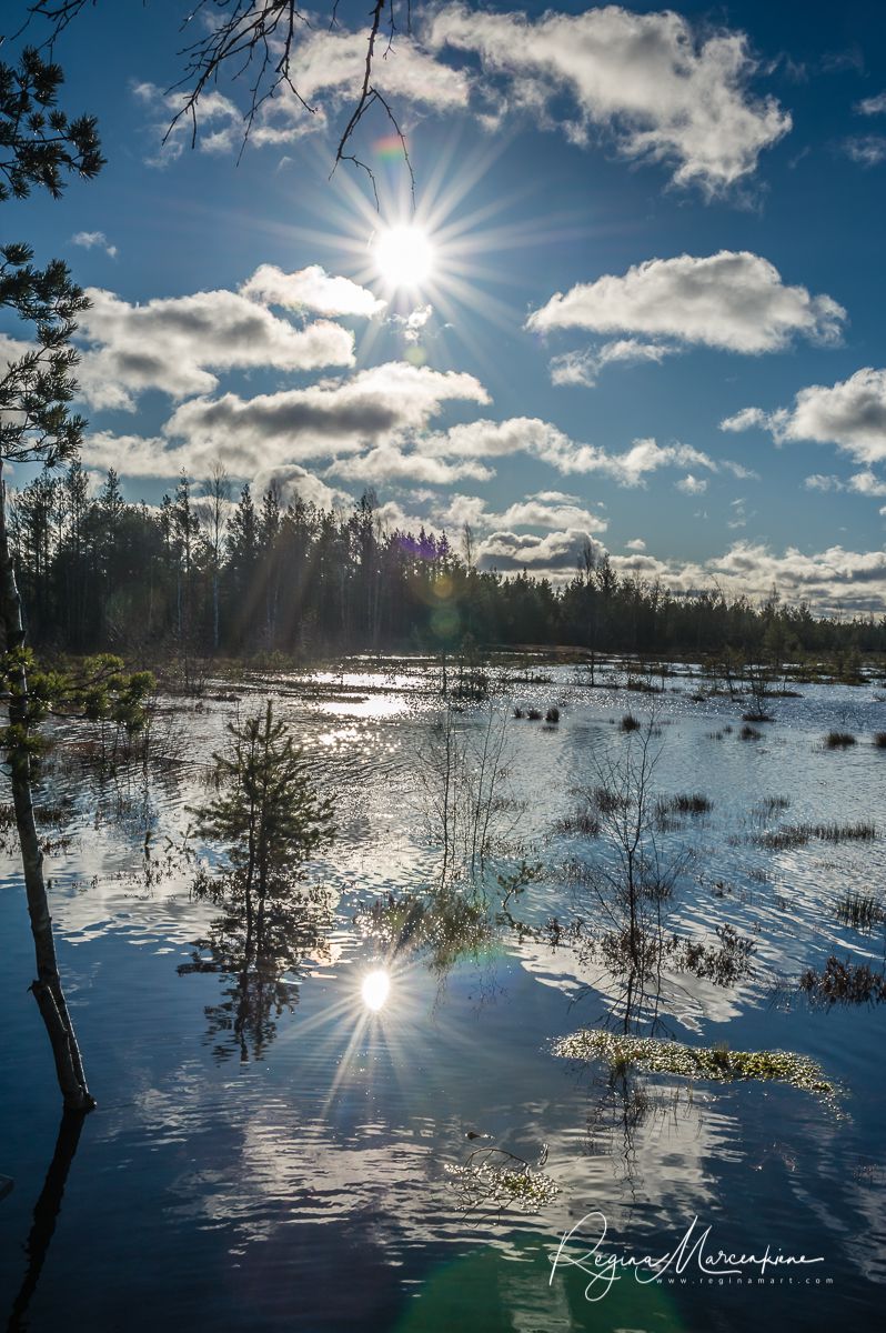Учебная тропа Вируского болота (Viru raba õpperada / Viru bog study trail)