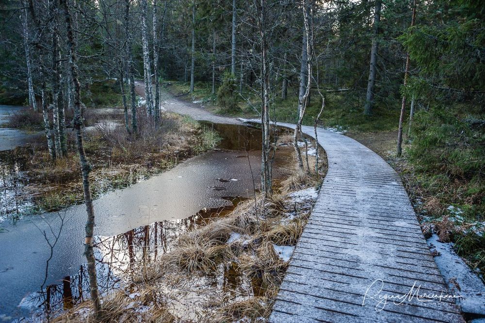 Учебная тропа Вируского болота (Viru raba õpperada / Viru bog study trail)