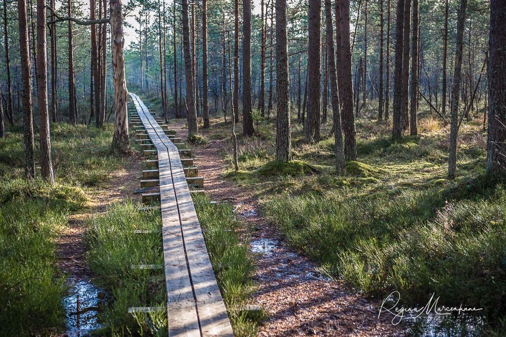 Учебная тропа Вируского болота (Viru raba õpperada / Viru bog study trail)