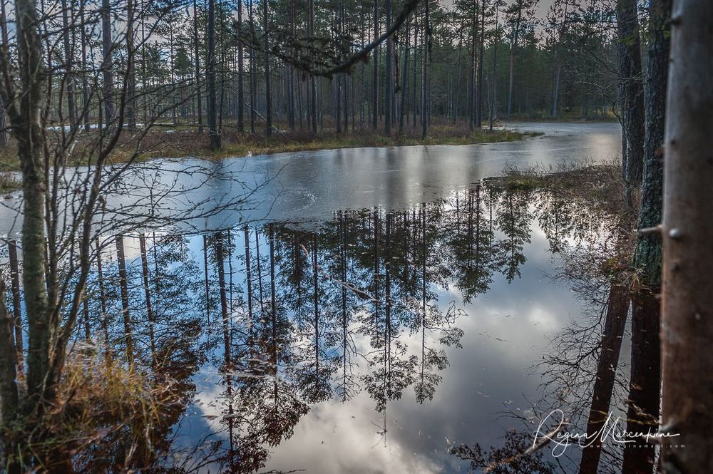 Учебная тропа Вируского болота (Viru raba õpperada / Viru bog study trail)
