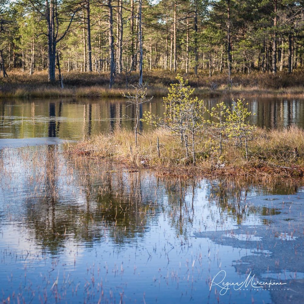 Учебная тропа Вируского болота (Viru raba õpperada / Viru bog study trail)