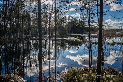 Учебная тропа Вируского болота (Viru raba õpperada / Viru bog study trail)