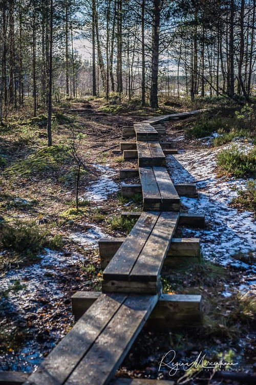 Учебная тропа Вируского болота (Viru raba õpperada / Viru bog study trail)