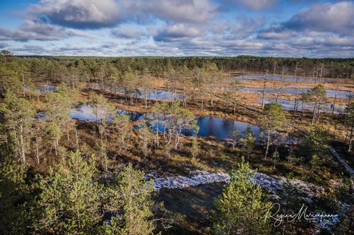 Учебная тропа Вируского болота (Viru raba õpperada / Viru bog study trail)