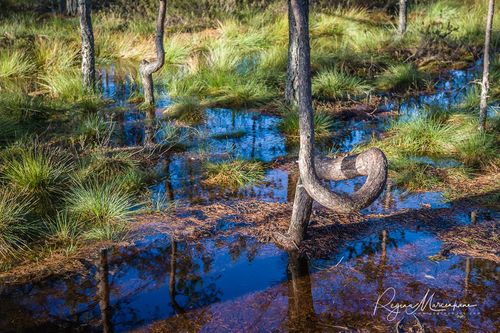 Учебная тропа Вируского болота (Viru raba õpperada / Viru bog study trail)
