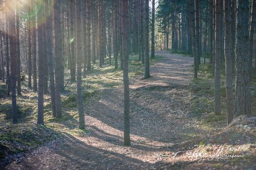 Учебная тропа Вируского болота (Viru raba õpperada / Viru bog study trail)