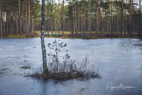 Учебная тропа Вируского болота (Viru raba õpperada / Viru bog study trail)