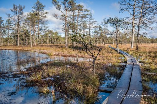 Учебная тропа Вируского болота (Viru raba õpperada / Viru bog study trail)
