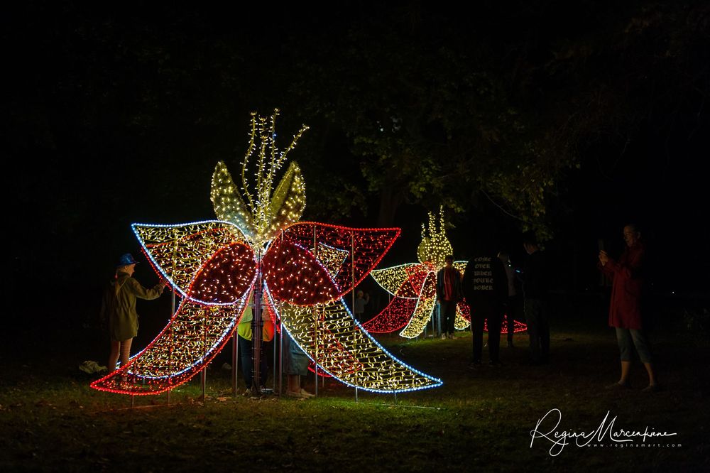 Wandering Lights / Фестиваль 