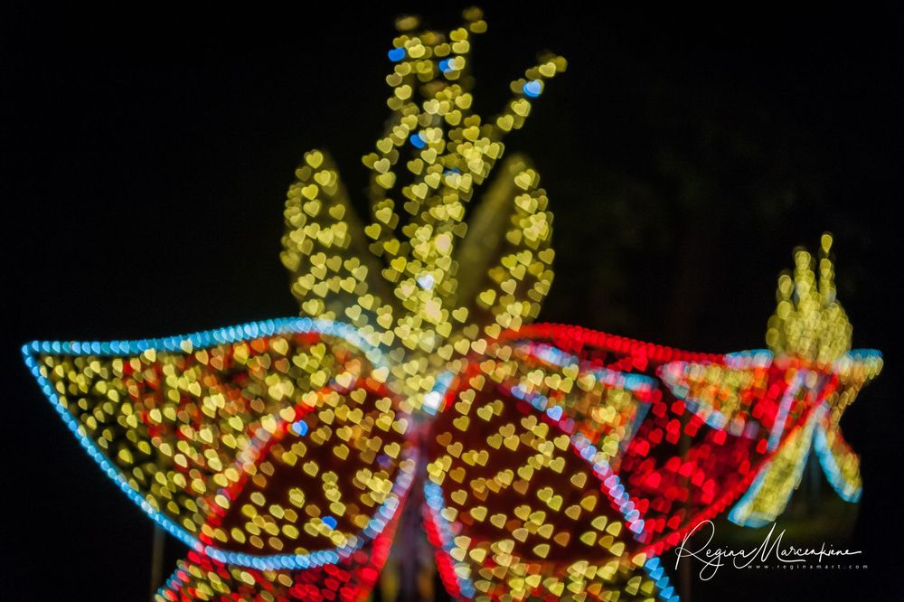 Wandering Lights / Фестиваль 