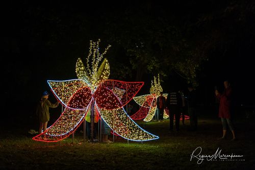 Wandering Lights / Фестиваль 