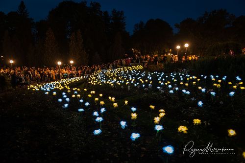 Wandering Lights / Фестиваль 