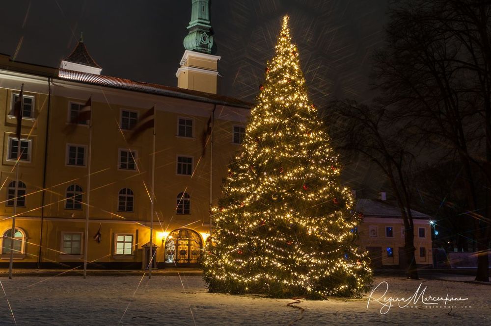 The way through the Christmas trees / Путь рождественских елок 
