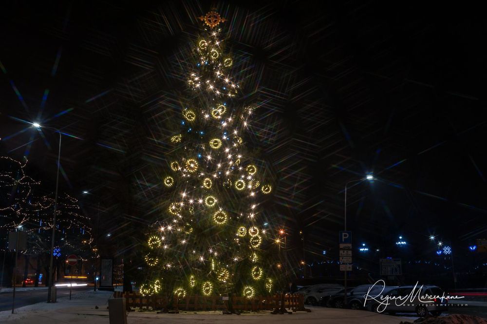 The way through the Christmas trees / Путь рождественских елок 