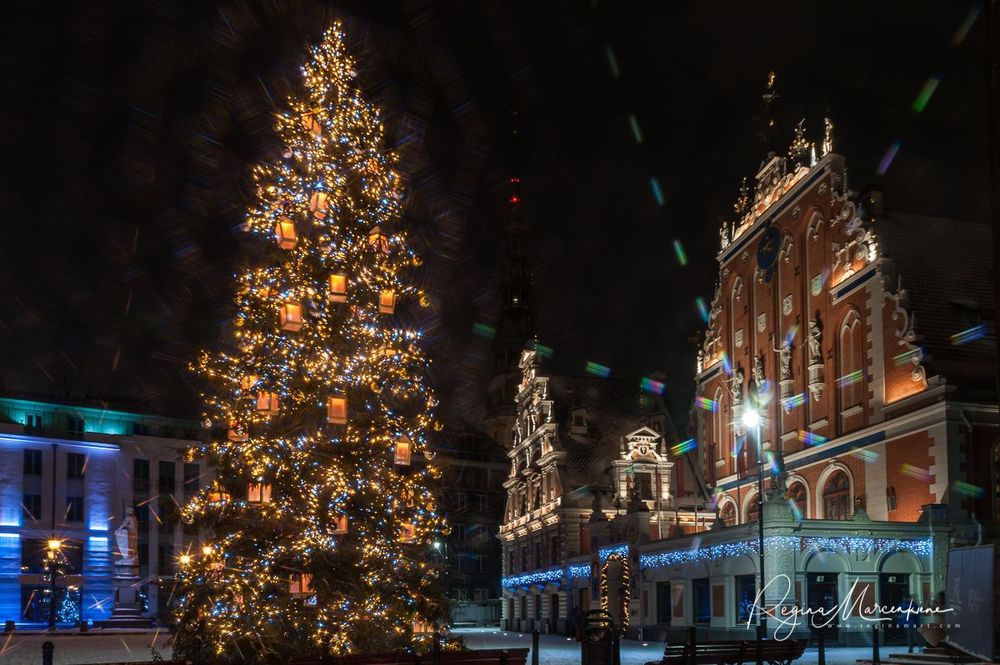 The way through the Christmas trees / Путь рождественских елок 