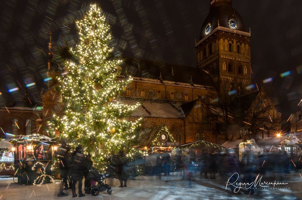 The way through the Christmas trees / Путь рождественских елок 
