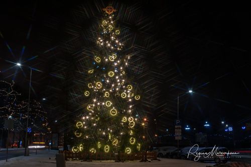 The way through the Christmas trees / Путь рождественских елок 