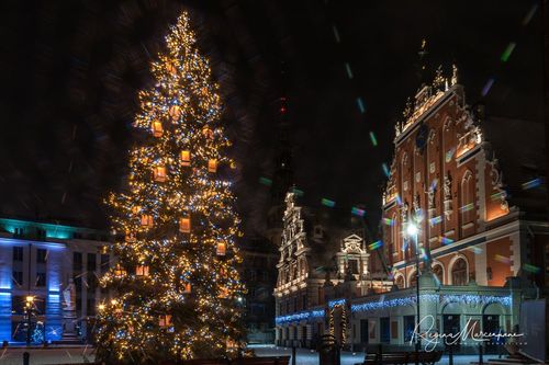 The way through the Christmas trees / Путь рождественских елок 