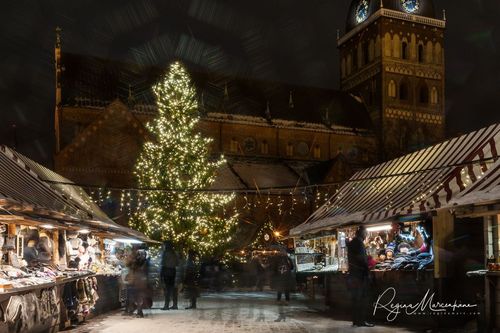 The way through the Christmas trees / Путь рождественских елок 