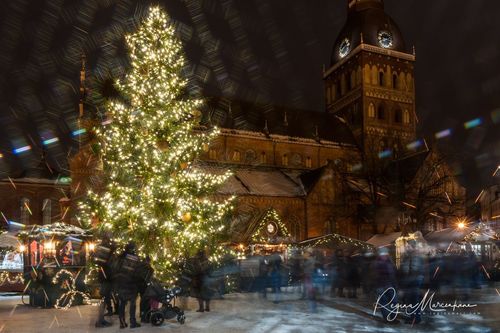 The way through the Christmas trees / Путь рождественских елок 
