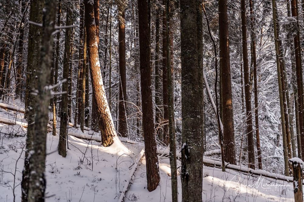 Кубесельская природная тропа (Kubeseles dabas taka / Kubesele nature trail)