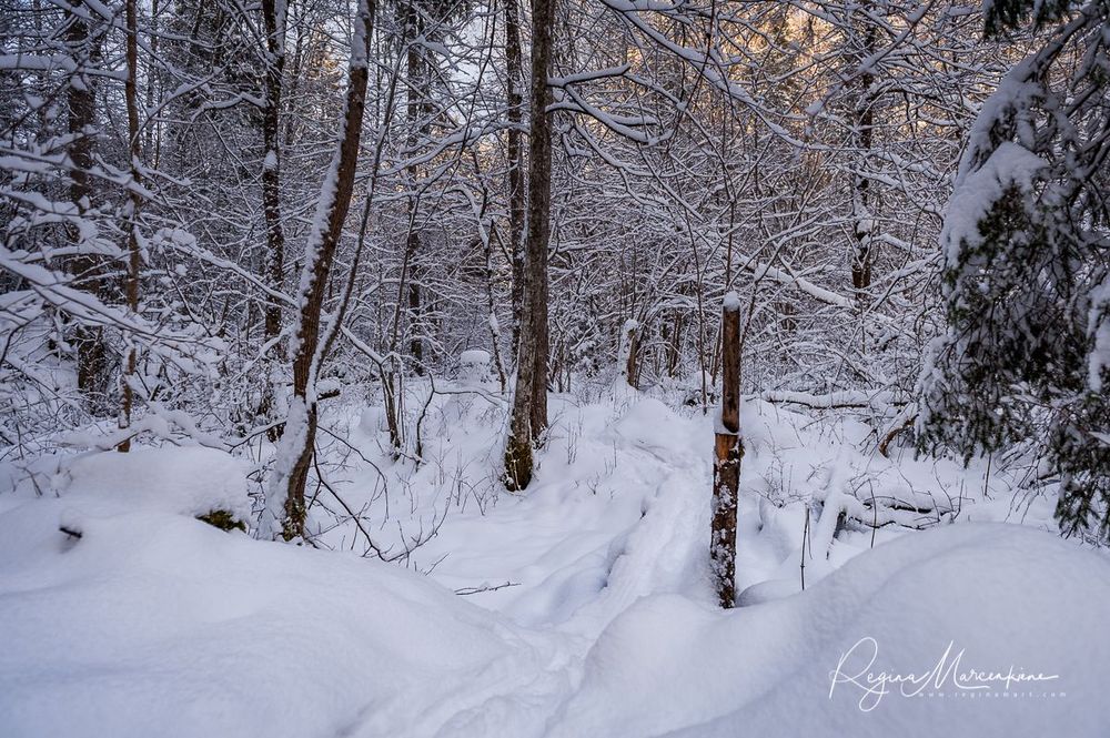Кубесельская природная тропа (Kubeseles dabas taka / Kubesele nature trail)