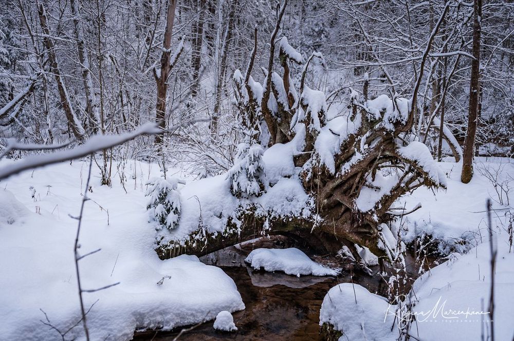 Кубесельская природная тропа (Kubeseles dabas taka / Kubesele nature trail)