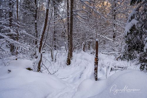 Кубесельская природная тропа (Kubeseles dabas taka / Kubesele nature trail)