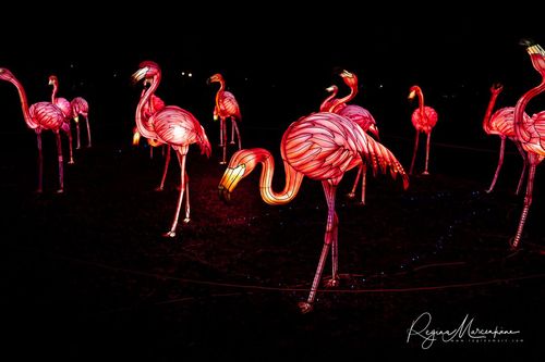Greatest Asian Lantern Festival / Большой Азиатский фестиваль фонарей 