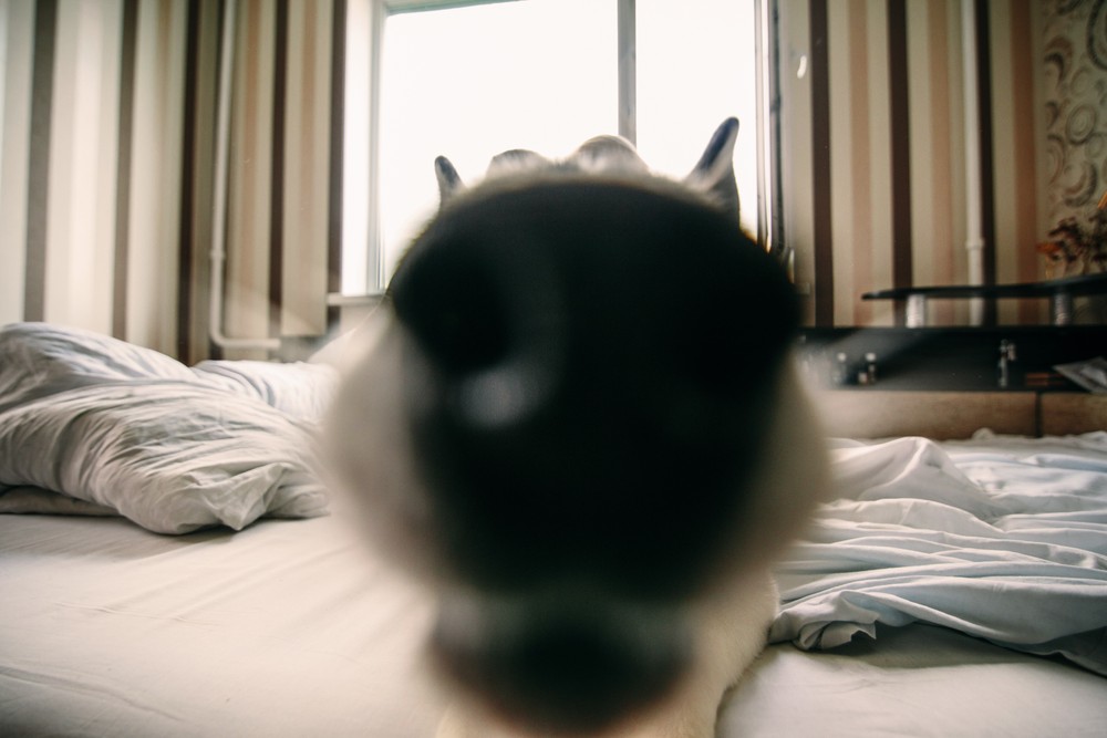 СашаМишаМаша