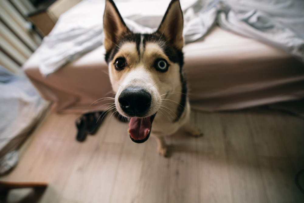 СашаМишаМаша