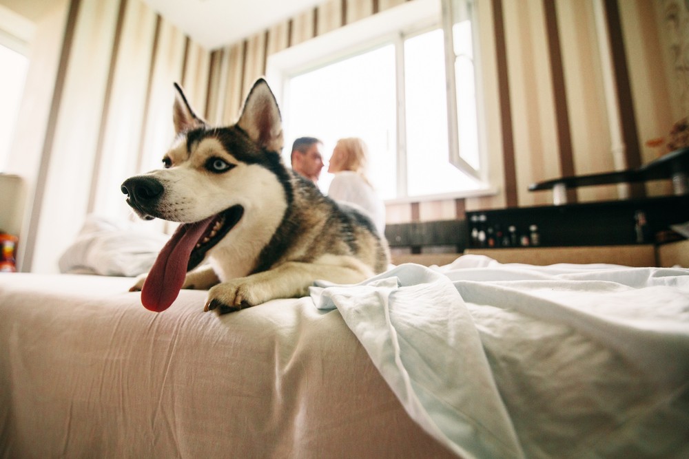 СашаМишаМаша